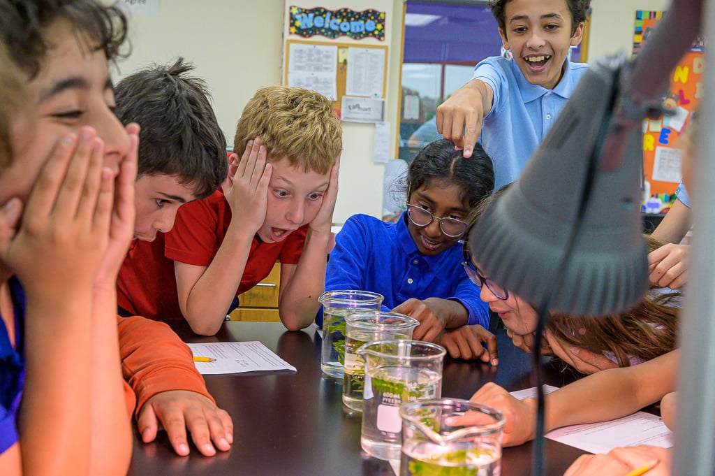 5 AAAA Chemistry Photosynthetic rate Rm30 2023_06_07-9